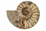 Agatized, Cut & Polished Ammonite Fossil - Madagasar #191585-7